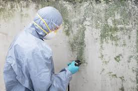 Best Black Mold Removal  in USA